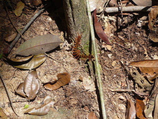Angeblich ein gefaehrliches Vieh - nicht dass ich ne Ahnung haette was es sein koennte (vielleicht kann ja einer der zahlreichen Biologen mal genauer hingucken?!)