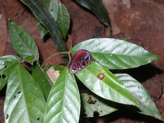Schmetterling Nummer 2 - nicht ganz so posierwillig 