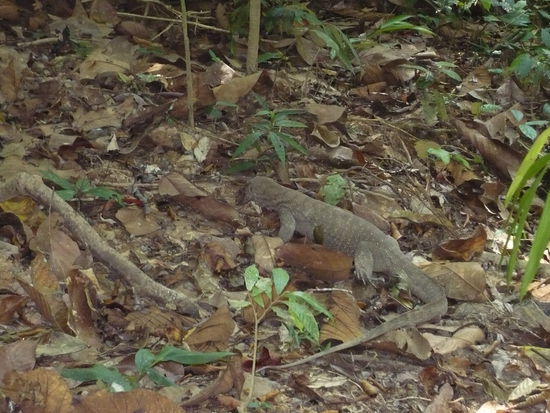Das groesste Tier, dem ich begegnet bin. Ein Monitorlizard (zumindest wurde mir das gesagt...) - auch dieser liess sich gern fotografieren!