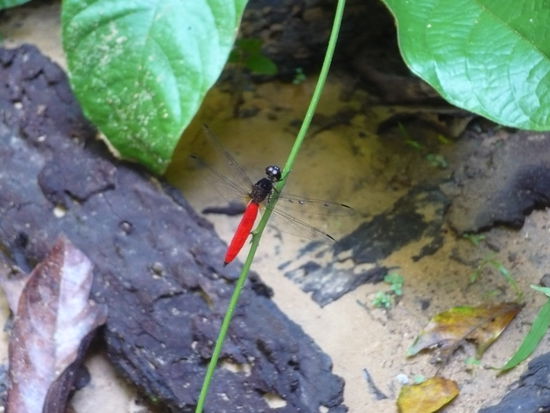 Ein weiteres Exemplar tropischen Getiers