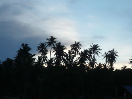 Palmenidylle oder auch: ein hervorragendes Motiv fuer ne Kitschpostkarte