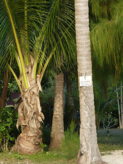 Kann man's lesen? Beware of Coconut - Achtung Kokosnuss!
