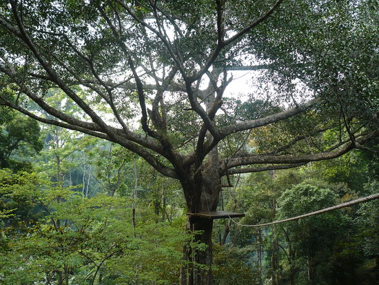 Eine der Plattformen in gefuehlten 100 m Hoehe.