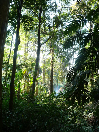 Ein Blick durch das Regenwalddickicht.