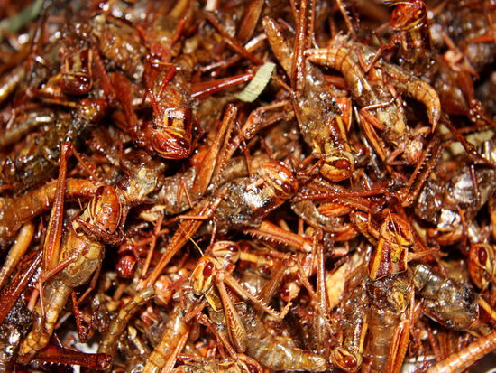 Leckere Heuschrecken