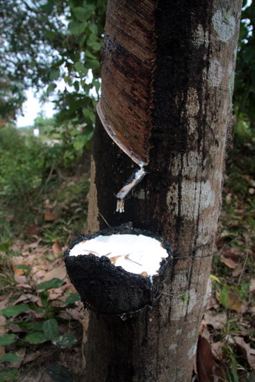 Gummiplantage, Ko Lanta Yai