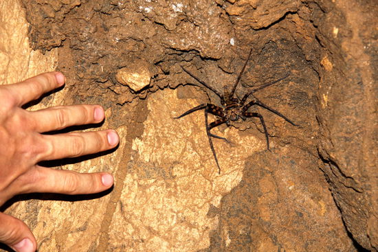 Spinne in der Kao Mai Kaeo Cave