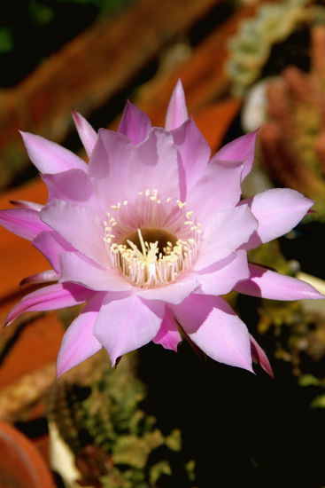 Kaktusblume die nur einen Tag blueht