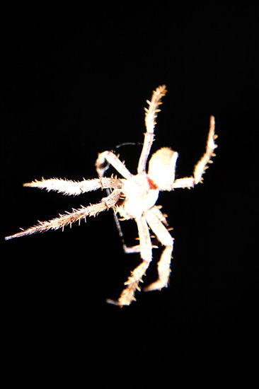 Spinne des Nachts