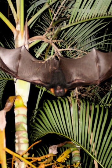 Hab ja gesagt die Viecher sind riesig