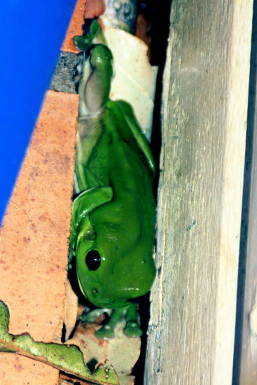 Wenn diese riesigen giftgruenen Froesche auftauche bedeutet das, dass die Natur in einem gesunden Gleichgewicht ist