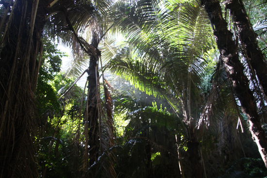 Dschungel in der Naehe von Tongsai Beach, Krabi
