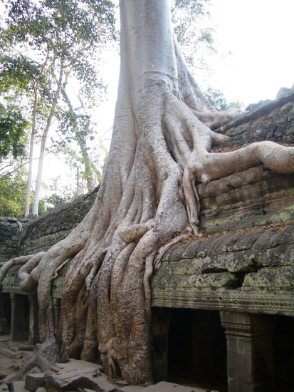 Eines der wohl beeindruckensten Gegenden: Ta Prohm