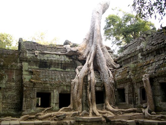 Ta Prohm - hier wurde bekanntlich Tomb Raider gedreht