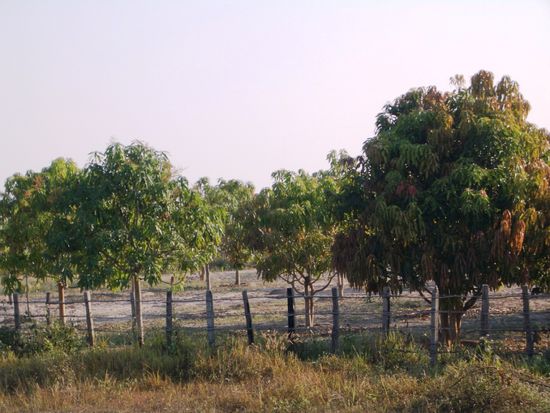 So sehen also Mangobaeume aus...