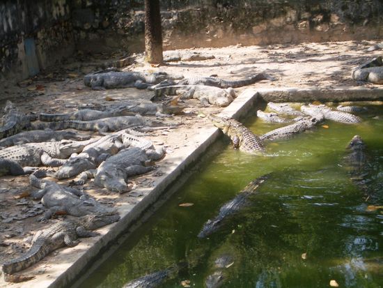 Viele, uebernanderliegende, faule Tiere