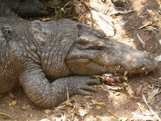 Selbst als ich ne Frucht auf ihn hab fallen lassen, kam keine Reaktion. Wie arrogant...