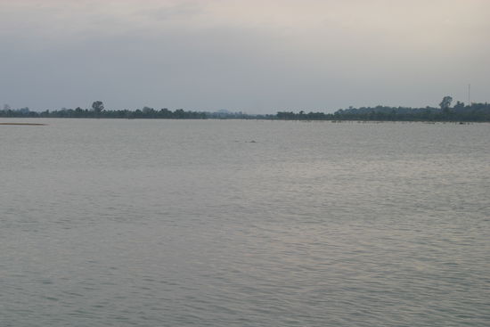 Wer findet den Delfin?