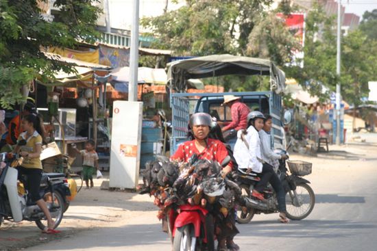 Wieviel lebende Huehner passen auf einen Mopedlenker?
