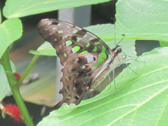 Ist der nicht schoen!