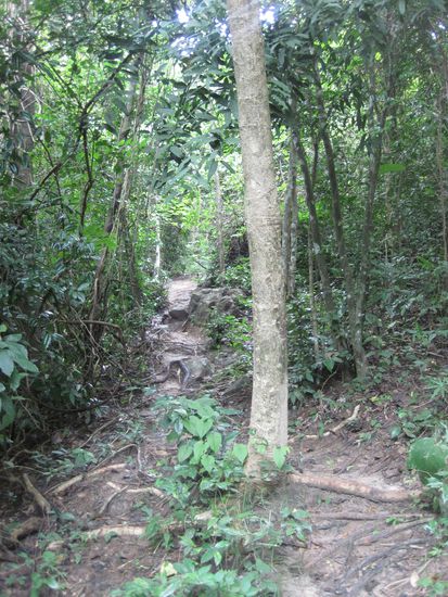 Durch den Urwald zum View-Point von Ko Phi Phi