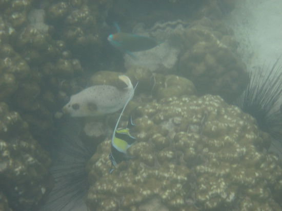 Schmetterlings-, Koffer-, Papageienfisch und Seeigel