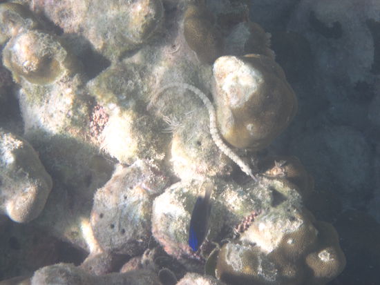 Seht Ihr das Seepferdchen?