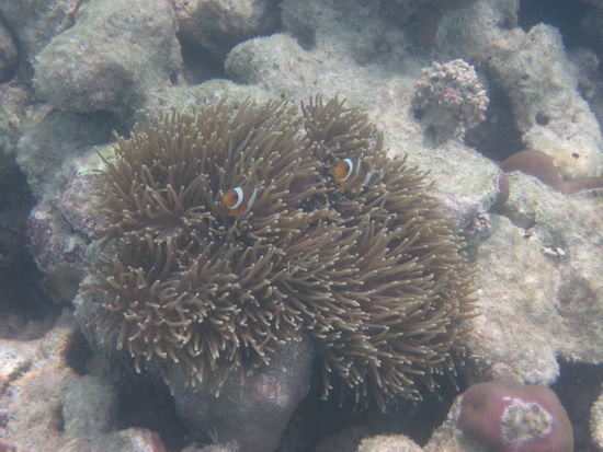 Auf Ko Lipe gibts die Annemonenfische beim Schnorcheln zu sehen!