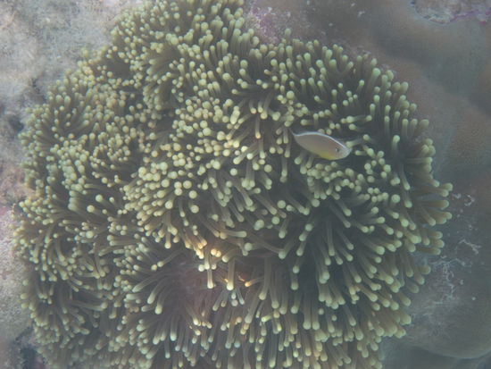 ..noch ein paar andere Annemonenfische