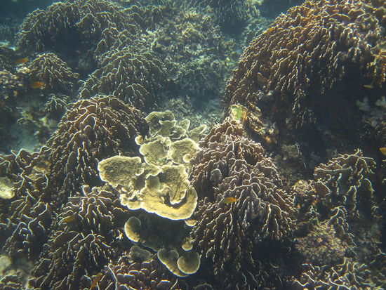 Steinkorallenlandschaft