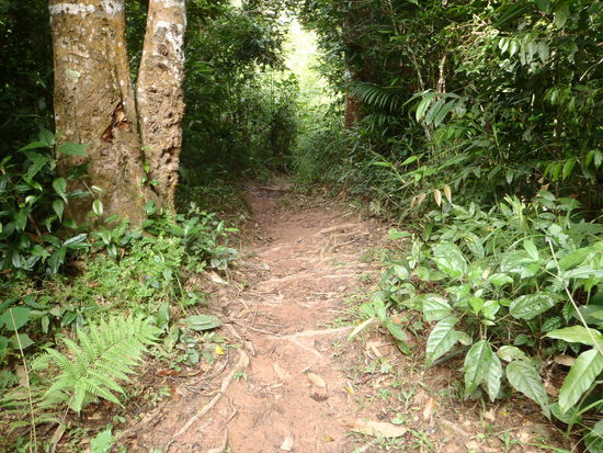 zwei Stunden Aufstieg aug den Berg sind versprochen - und die kommen auch. der Weg ist steil, aber breit genug