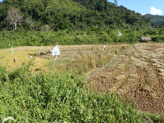 Wir beobachten ein Dorf bei der Reisernte.