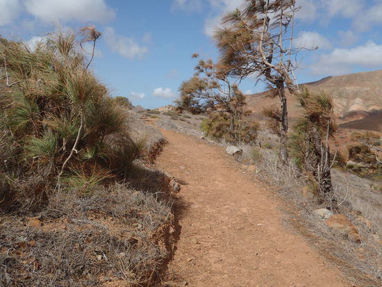 Der kleine Kieferwald trotzt dem Wetter und den Winden. Alte Flechten bezeugen die Feuchtigkeit.... - Ich bin froh, dass es sicher nicht regnet.