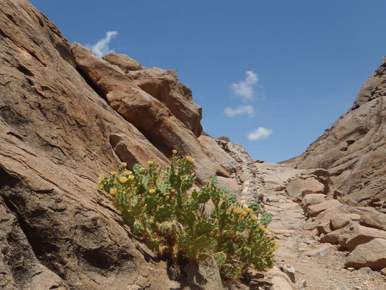 Blühende Kakteen in der Felsnische