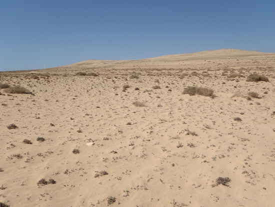 Einstieg in "die Wüste", Sand, Muscheln, zerrupftes Gebüsch