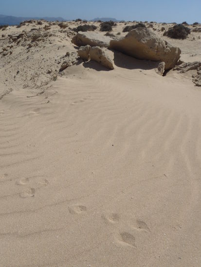 Stillleben in der Wüste: "...Hasenspuren im Sand"