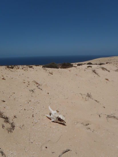 Wer oder was in der Wüste nicht überlebt, verrottet.