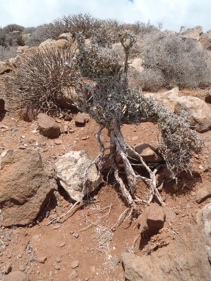 beeindruckend, wie alt die Pflanzen unter diesen Witterungsbedingungen werden
