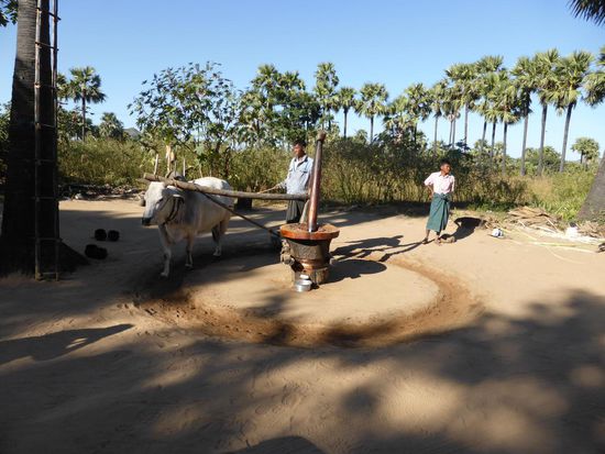 Ölpresse: in der Mitte befinden sich Sesamsamen, der Ochse bewegt das Mühlrad und rauskommt: Sesamöl! Hier wird aus allen möglichen Samen Öl gepresst oder aus der Zuckerpalme werden auch Bonbons gemacht oder Schnaps gebrannt. - Natürlich musste ich probieren, obwohl es 1. direkt nach dem Frühstück war und 2., das hab ich erst hinterher gesehen, keine irgendwelche Destilklen verwirft oder so, alles war destilliert kommt in die Schnapsflasche. Geschmeckt hat es gruselig.