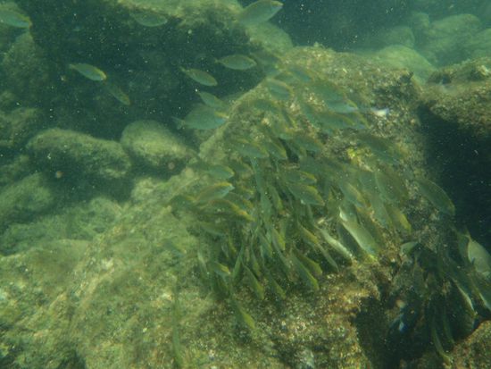 Schnorcheln bei Ko Phayam, die Trübstoffe sind Korallenblüten und kleine Quallen.