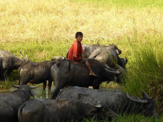 Reiten auf dem Wasserbüffel... (bei Bago)