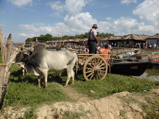 Vom Ochsenkarren aufs Boot. Der läßt sich auf der Stelle wenden und kommt mühelos über den Huckel. Wir müssen warten, bis abgeladen ist, es gibt nur diesen Weg.