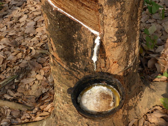 So wird der Rohstoff für Gummi gewonnen: die Rinde des "Rubber-tree" wird angeritzt und die Tagesdosis indem Behälter aufgefangen. Die anschließende Verarbeitung muss erfolgen, so lange der Gummi noch weich ist.
