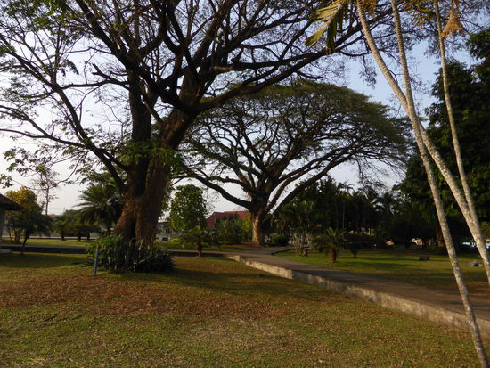 Alter Baumbestand im Park in Loei.
