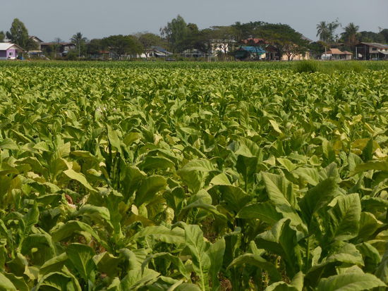 Tabakfeld am Ortsrand von Ban Paeng.