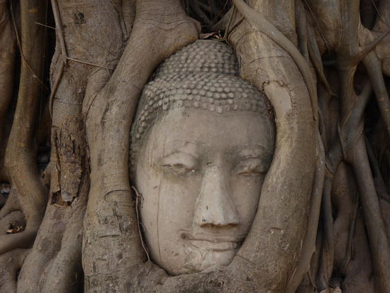 Ebenfalls im Wat Mahathat liegt diese berühmte Buddha-Figur, die bis auf den Kopf vollständig unwachsen ist. Für Fotos werden die Besucher gebeten sich hinunter zu knien, damit ihr Kopf nicht über den von Buddha hinaus ragt.