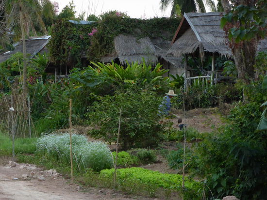 Die kleinen Gärten am Mekong sind sehr fruchtbar. (Im Hintergrund die Bungalows.)
