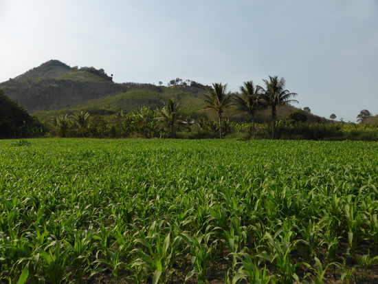 Maisfeld.... Irgendwo.