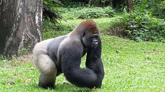 Der Silber rücken hat sich gezeigt und mich beeindruckt.