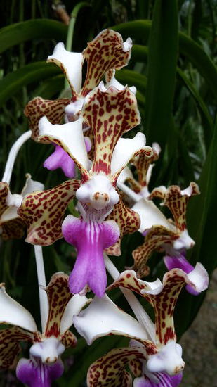 Natürlich muss ich zuerst in das Orchideen Haus und finde tolle Arten, die ich nicht kenne